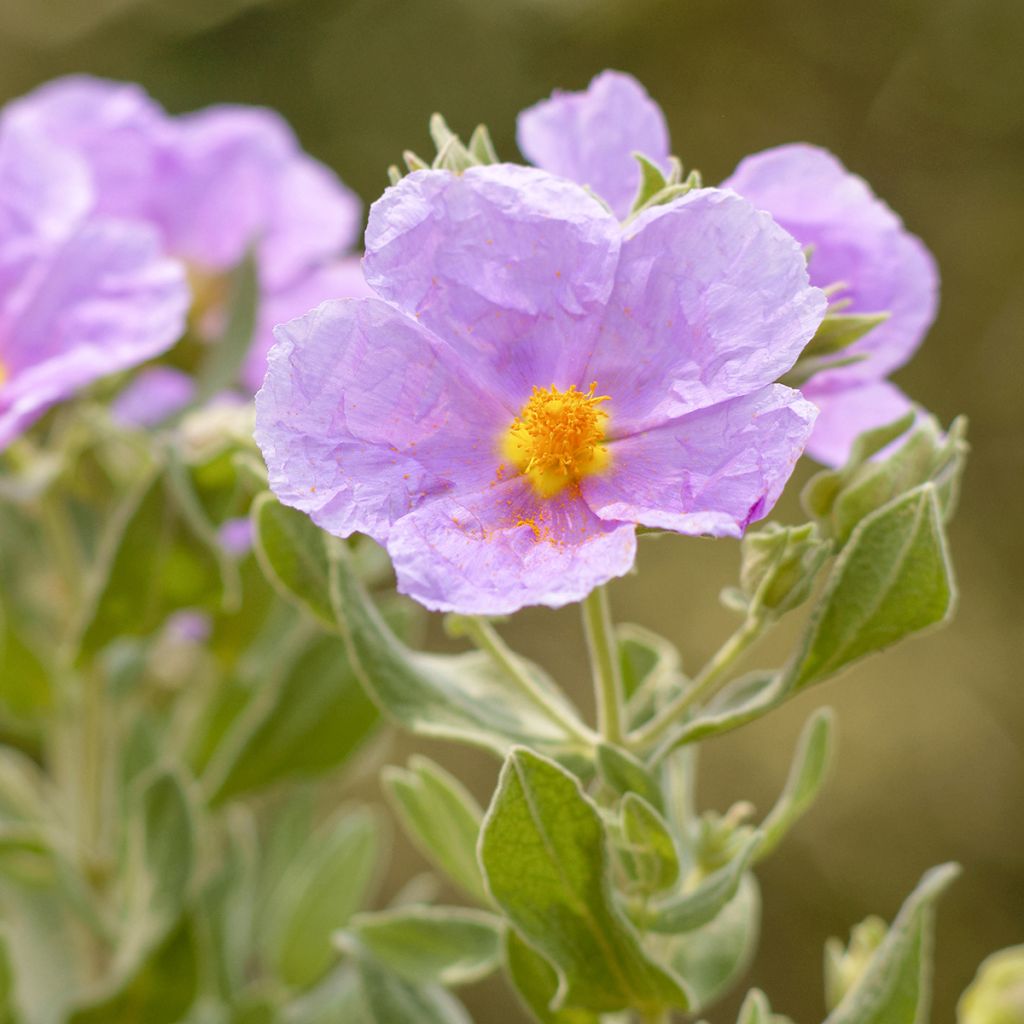 Cistus albidus - Ciste cotonneux