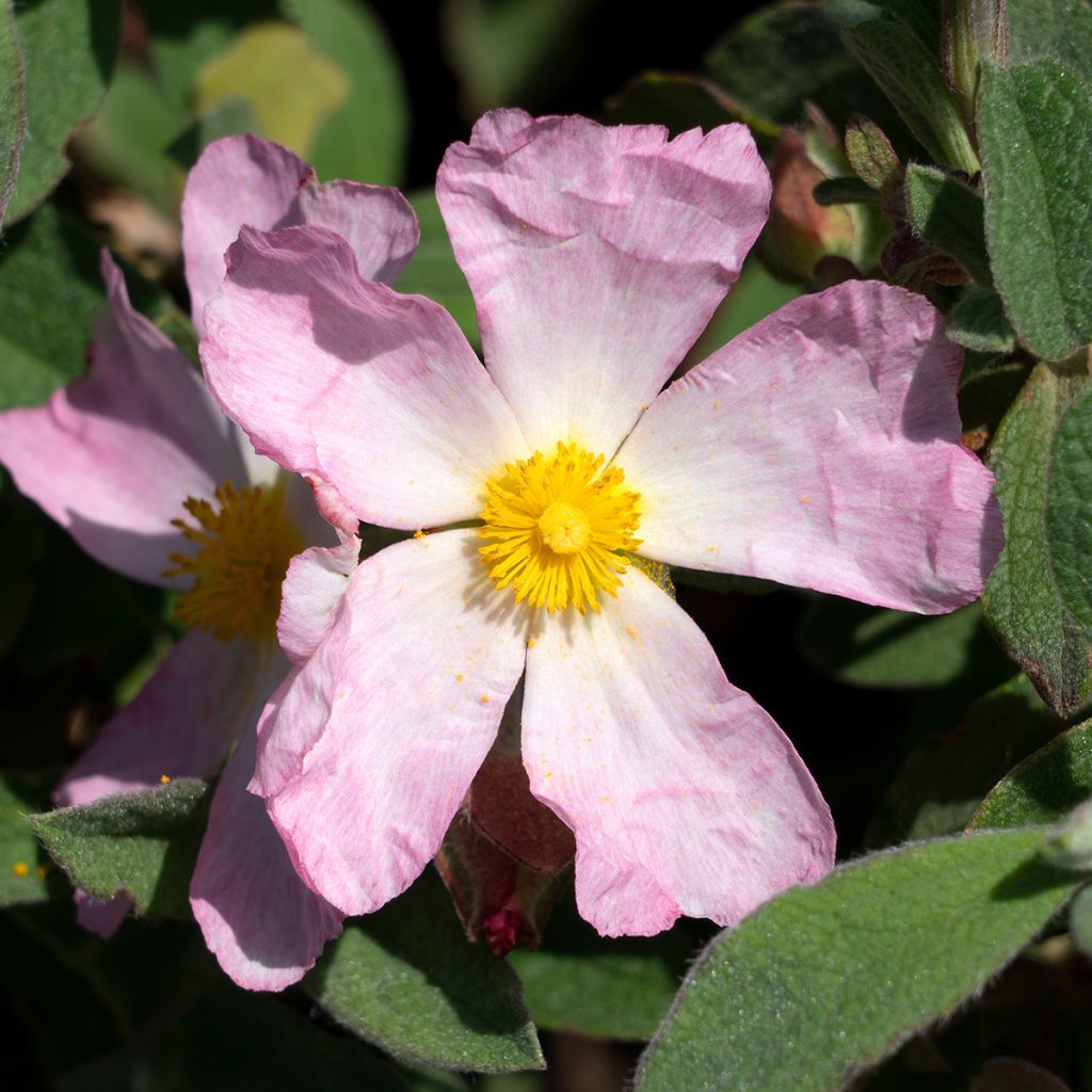 Cistus Grayswood Pink - Ciste hybride