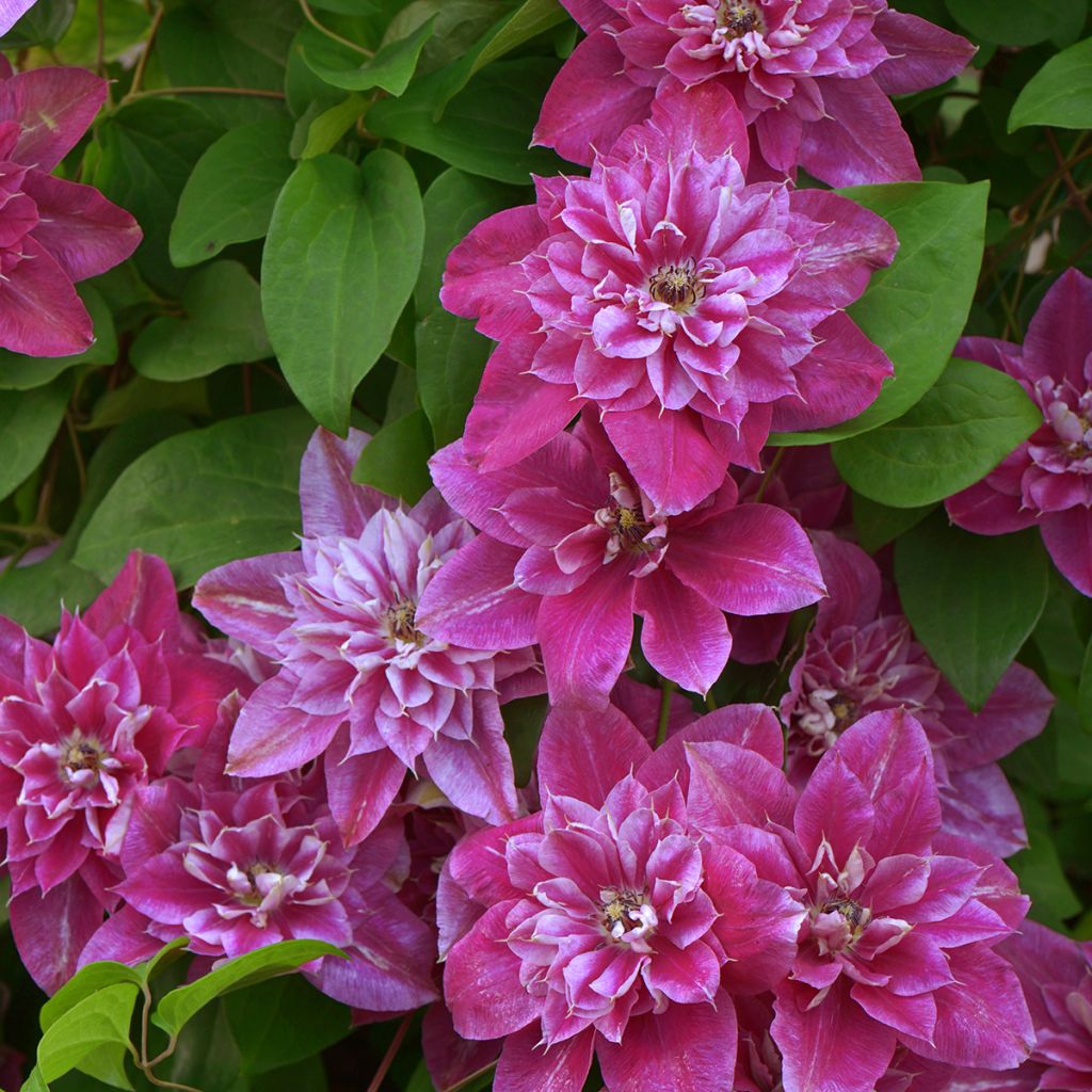 Clématite - Clematis My Darling