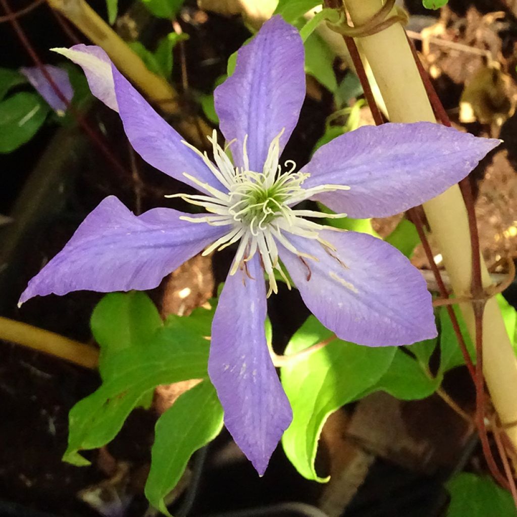 Clématite - Clematis Lasurstern