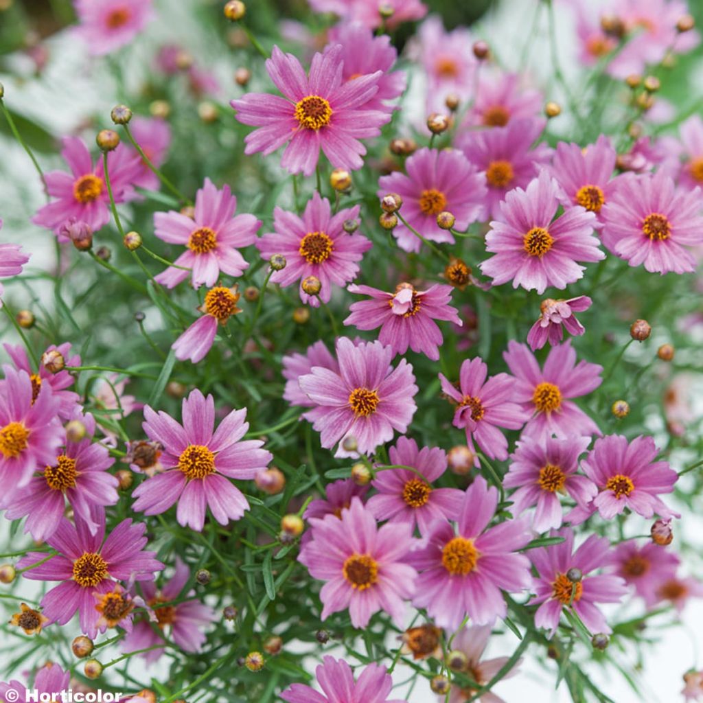 Coreopsis Limerock Passion - Coreopsis hybride