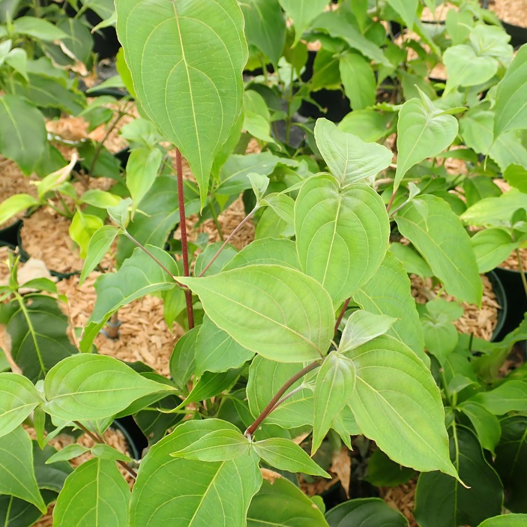 Cornus kousa Big Apple - Cornouiller du Japon