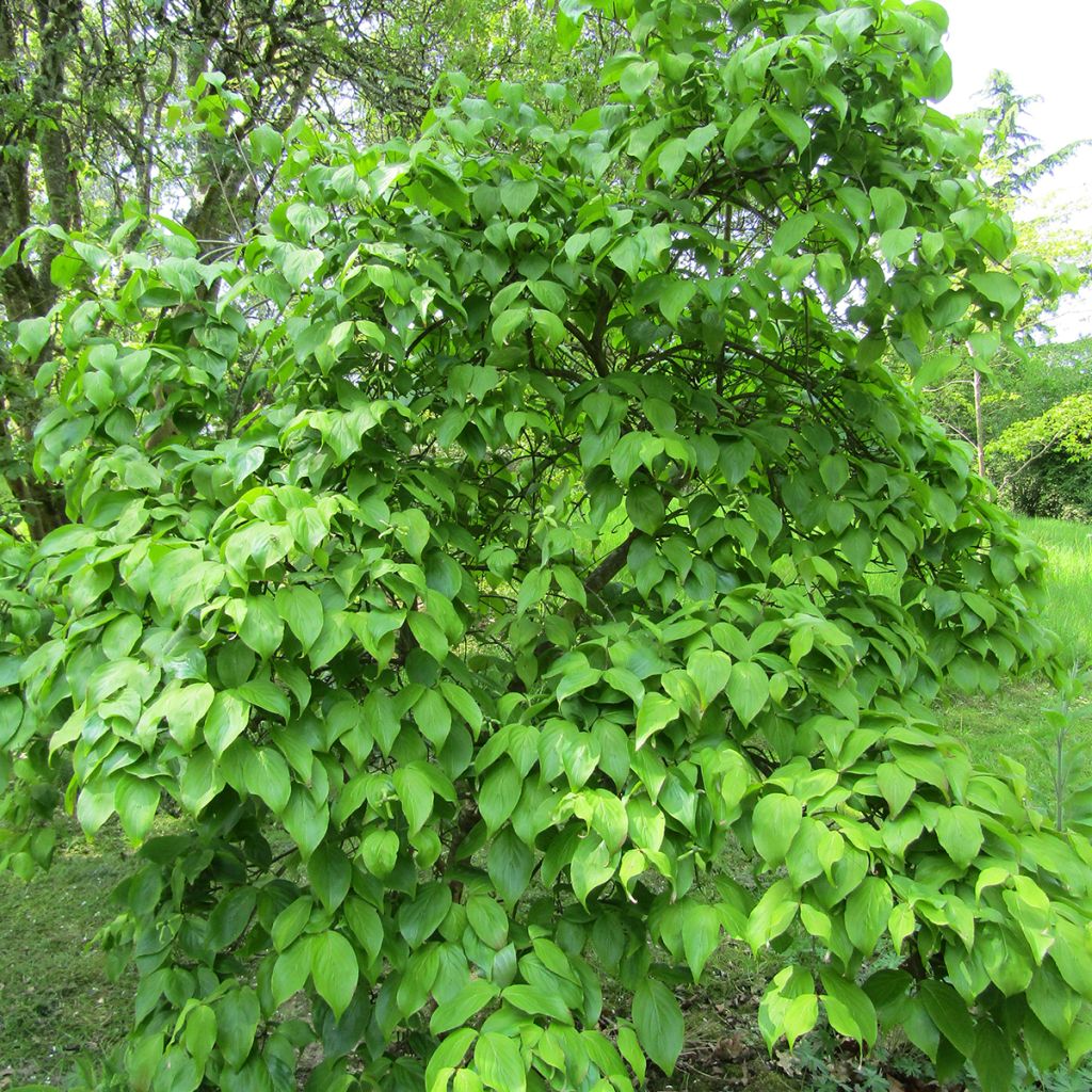 Cornus kousa Weaver's Weeping (Weaver) - Cornouiller du Japon