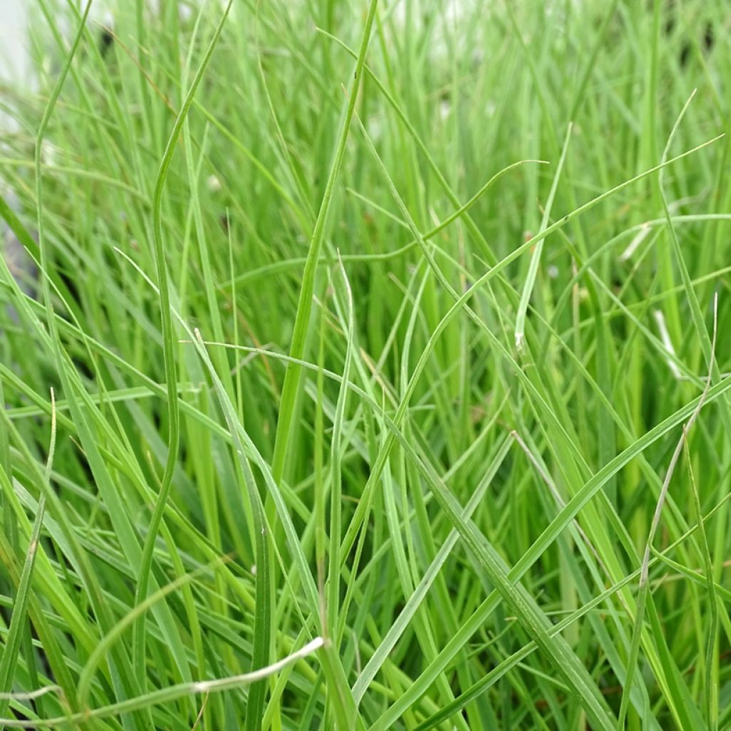 Cortaderia selloana Tiny Pampa - Herbe de la pampa