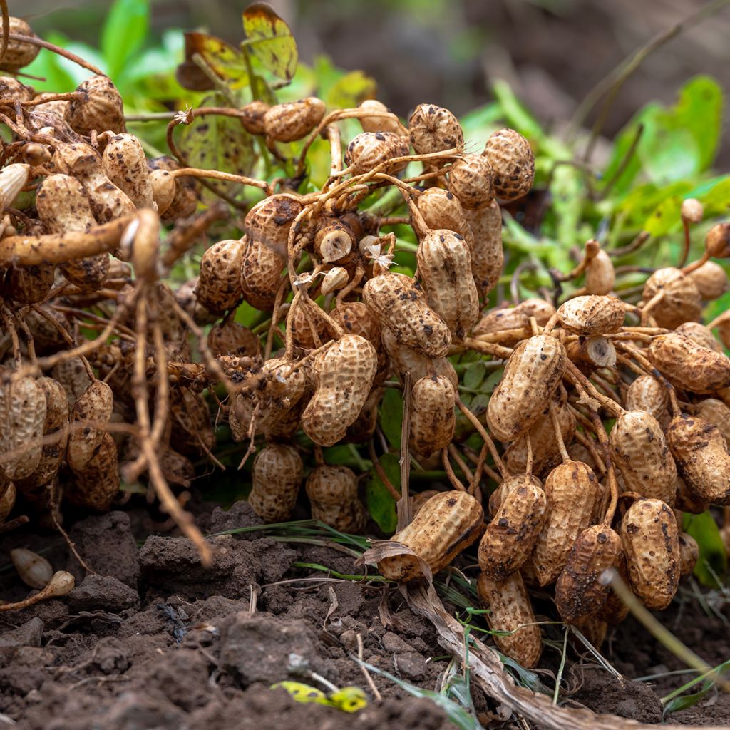 Cacahuètes X 20 - Arachide