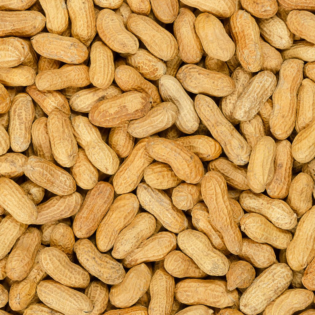 Cacahuètes X 20 - Arachide