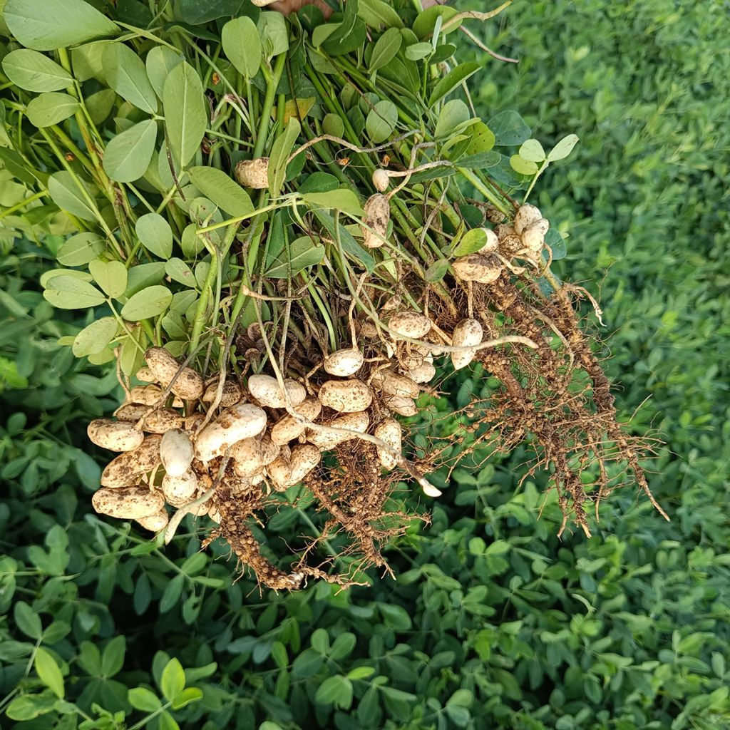 Cacahuètes X 20 - Arachide