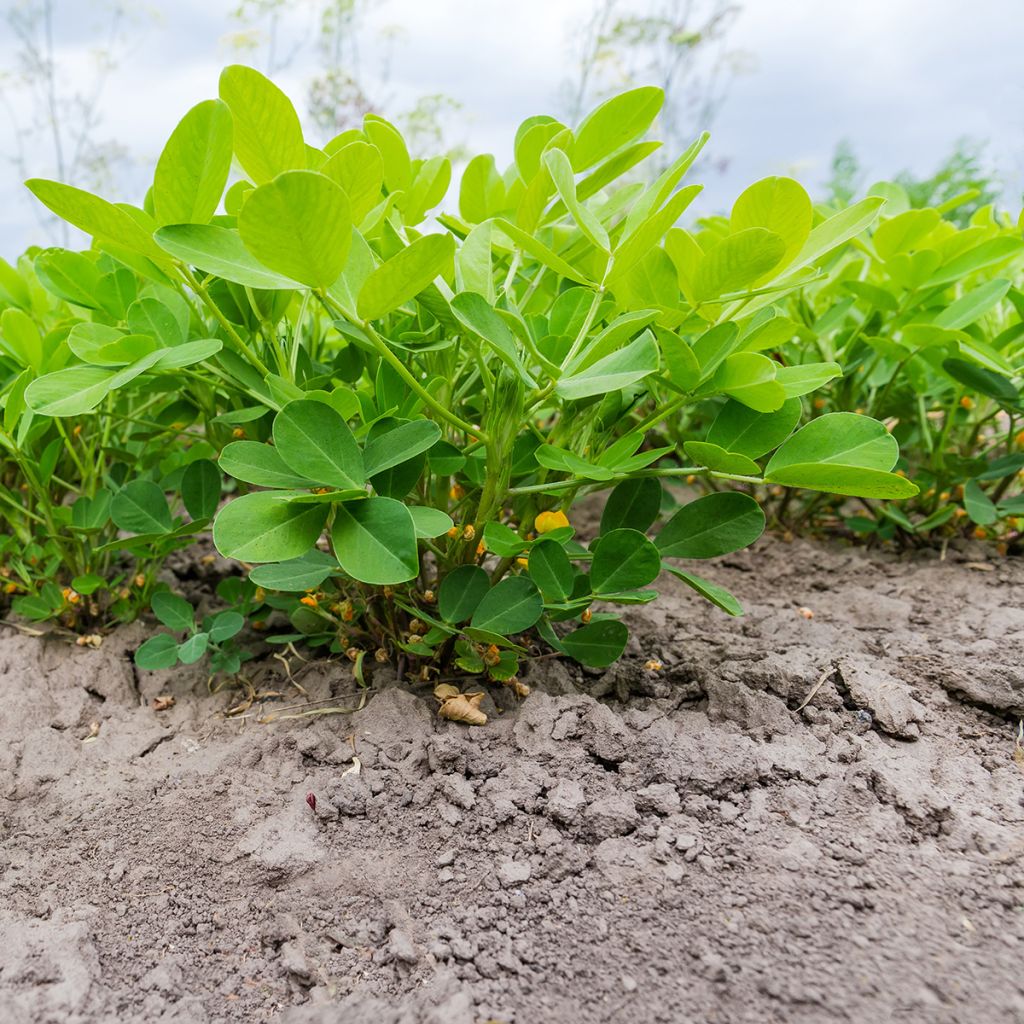 Cacahuètes X 20 - Arachide