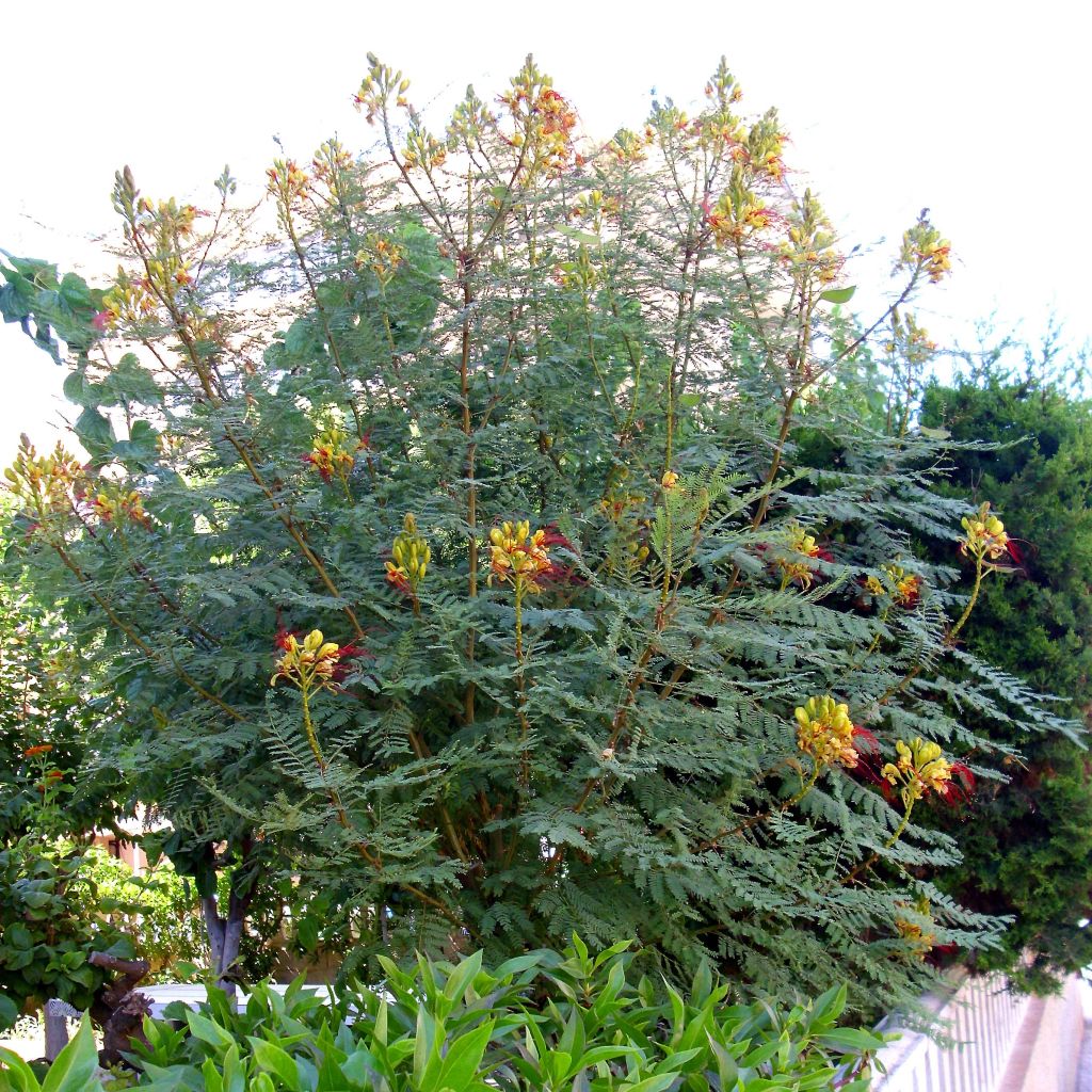 Caesalpinia (Poinciana) gillesii - Oiseau de paradis jaune.