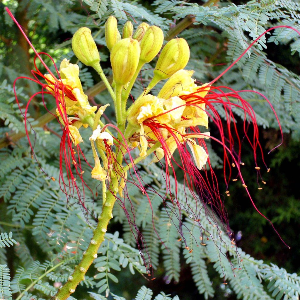 Caesalpinia (Poinciana) gillesii - Oiseau de paradis jaune.