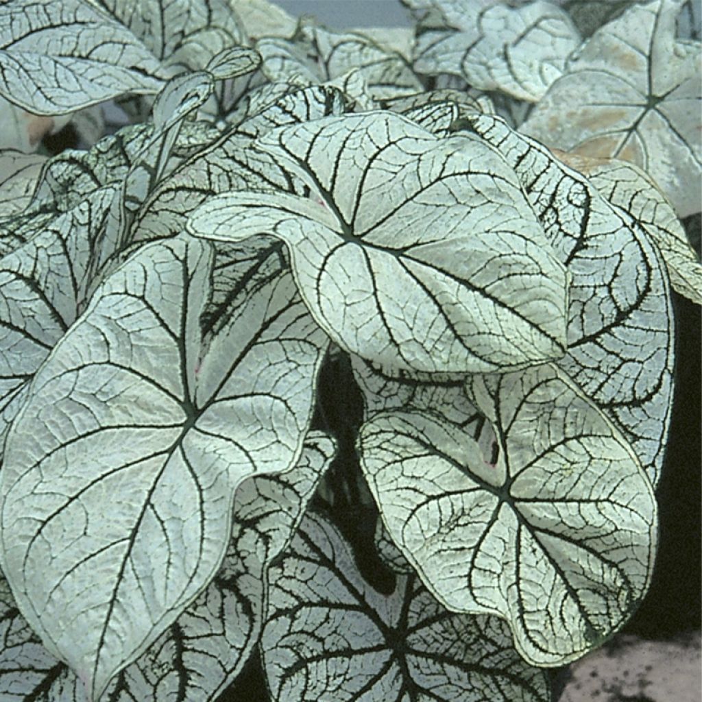 Caladium White Christmas