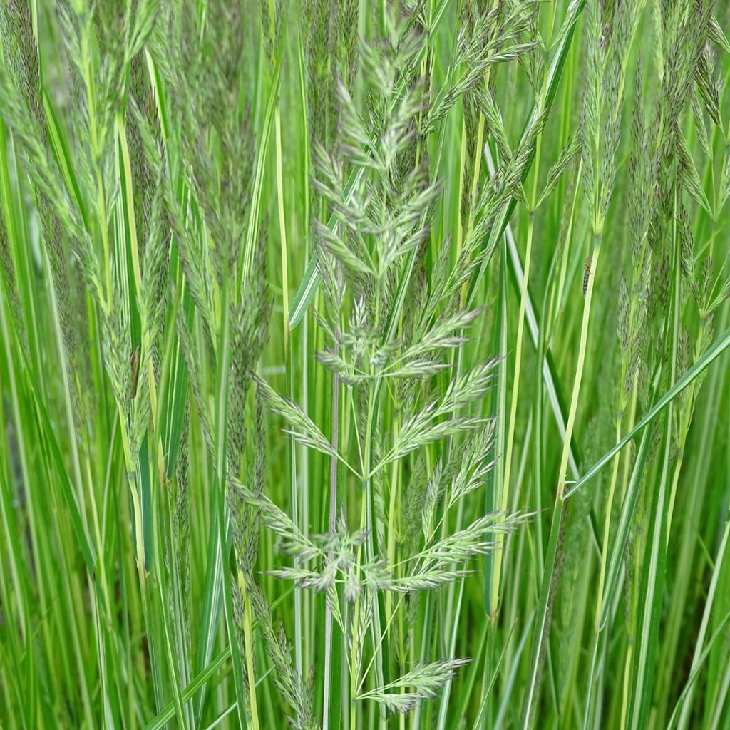 Calamagrostis acutiflora Avalanche - Calamagrostide