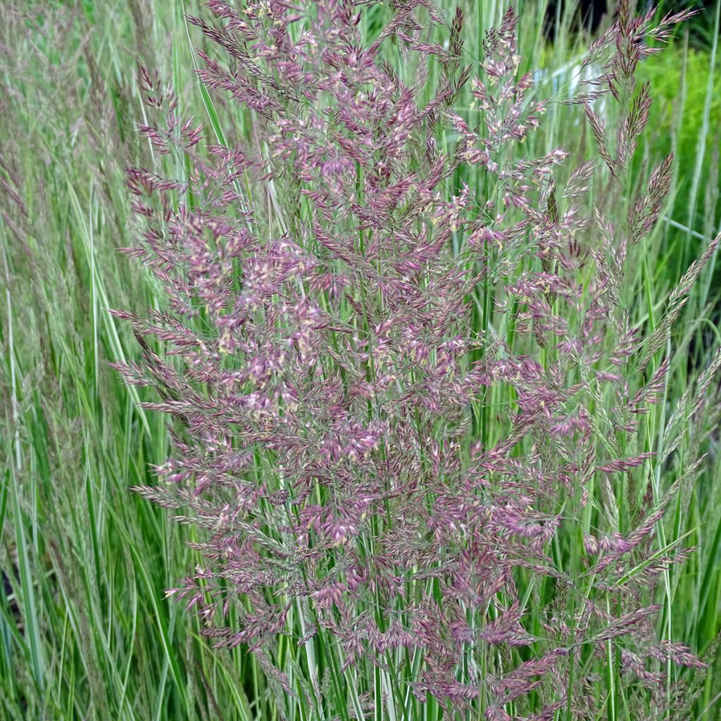 Calamagrostis acutiflora Overdam - Calamagrostide