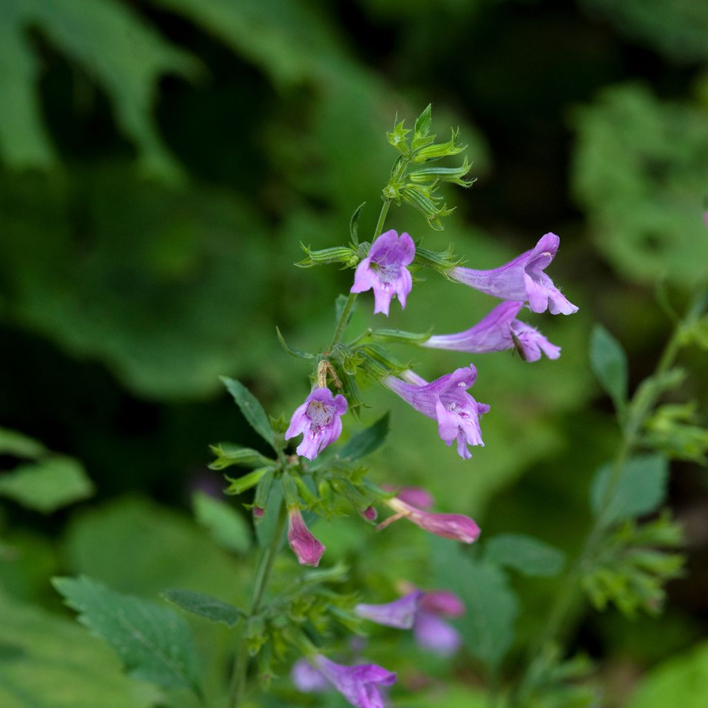 Calamintha grandiflora - Calament