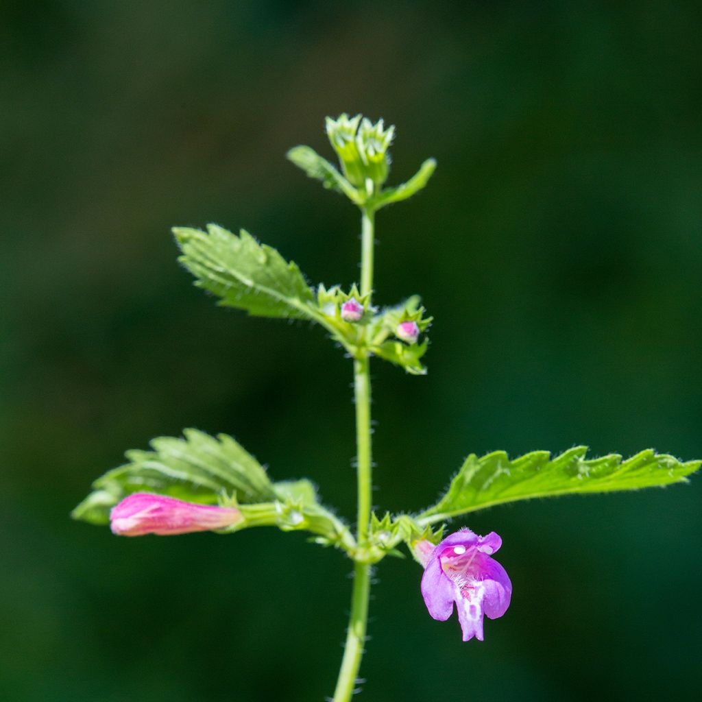 Calamintha grandiflora - Calament