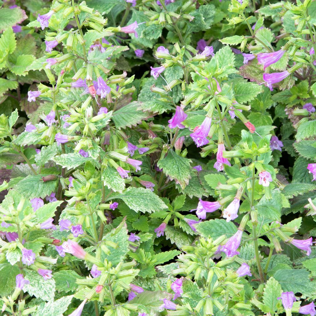 Calamintha grandiflora Variegata - Calament panaché