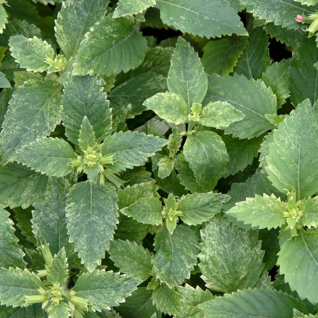 Calamintha grandiflora Variegata - Calament panaché