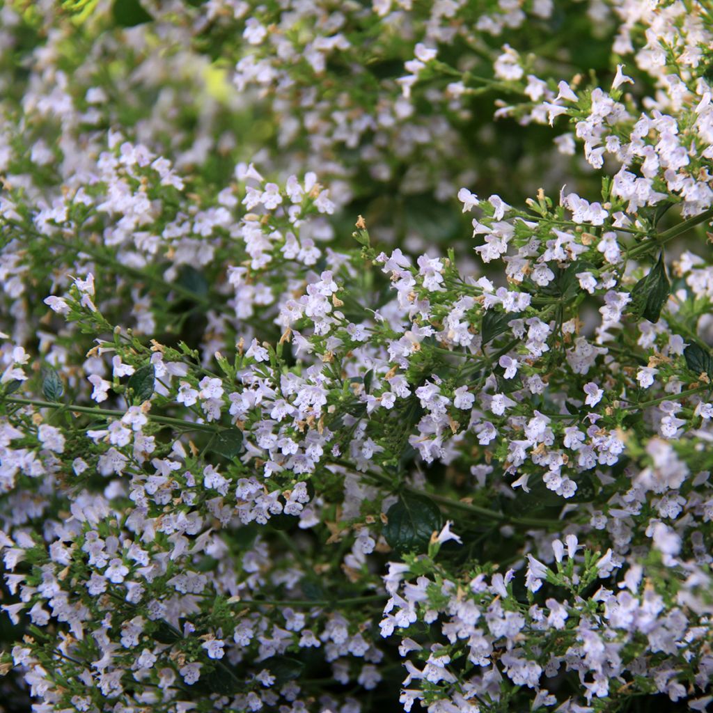 Calamintha nepeta - Calament