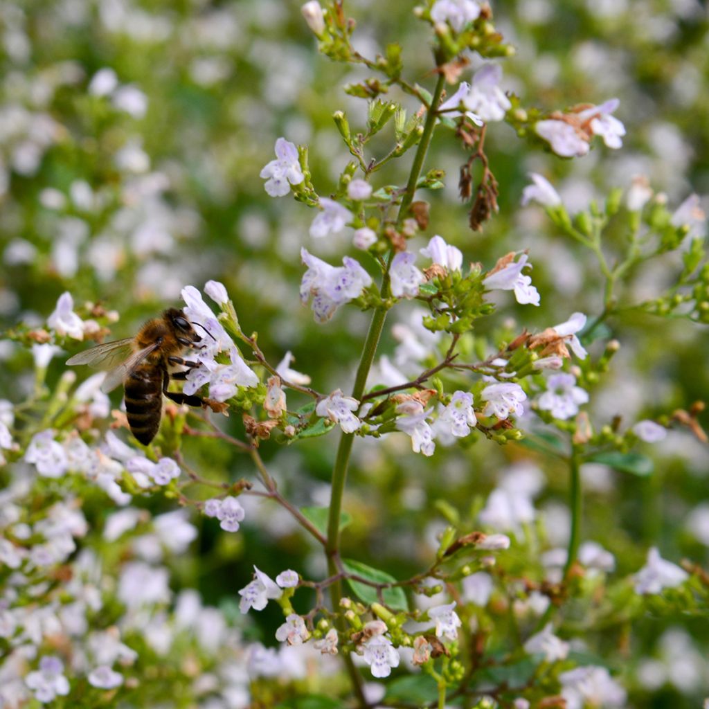 Calamintha nepeta - Calament