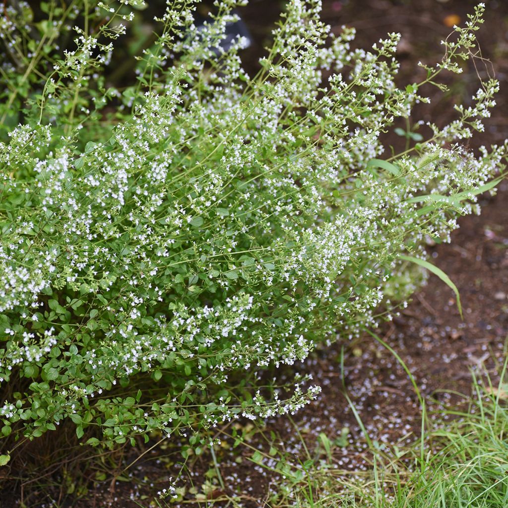 Calamintha nepeta - Calament