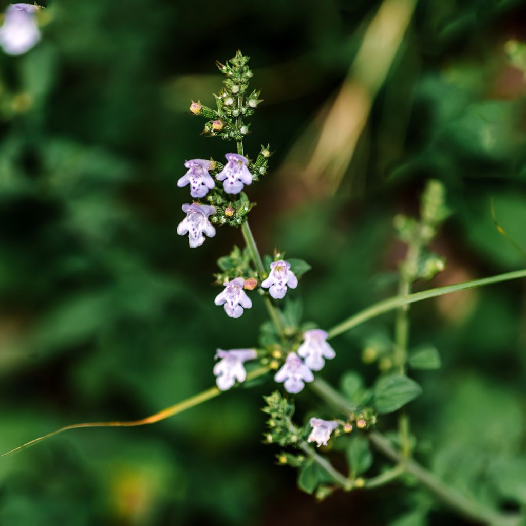 Calamintha nepeta - Calament