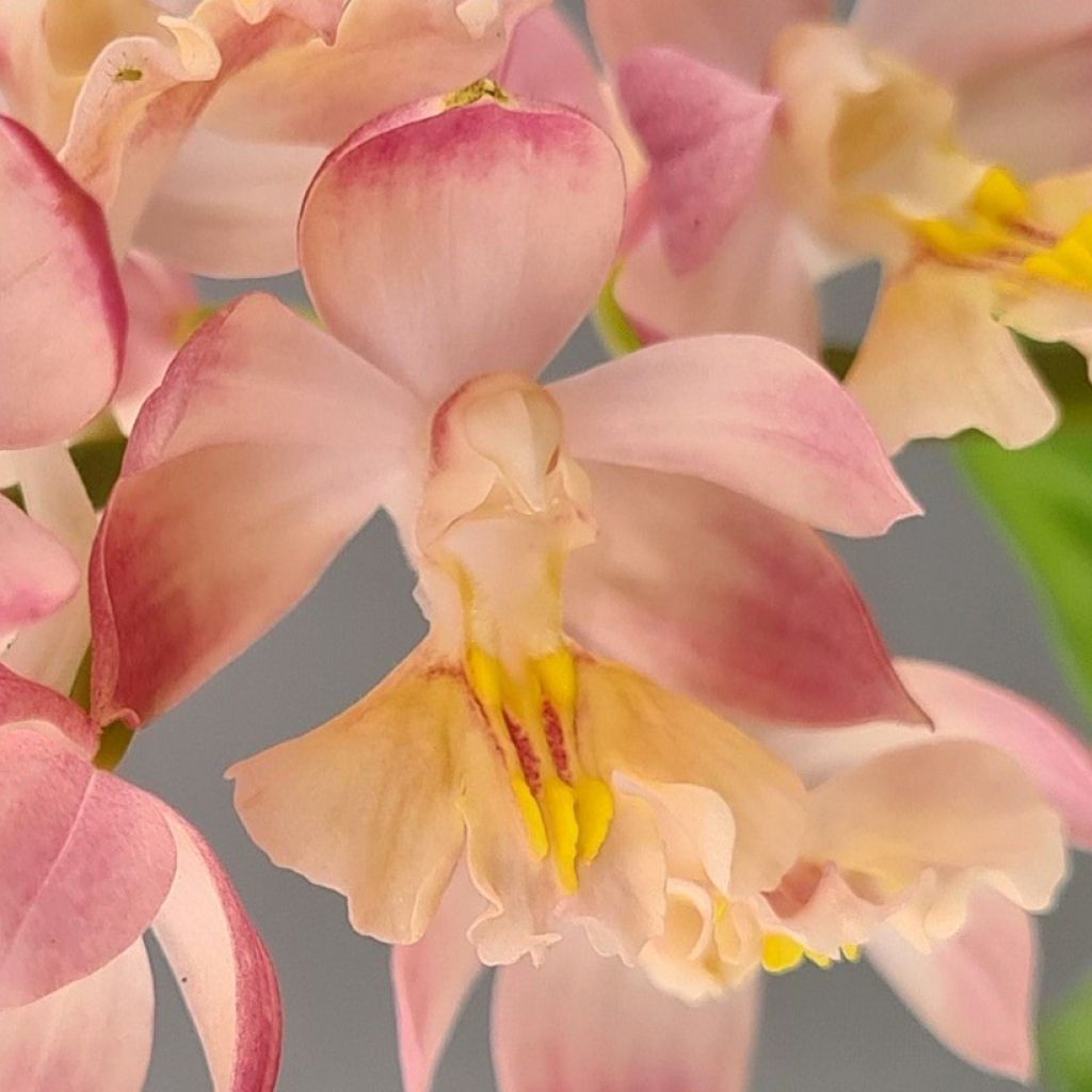 Calanthe Arizona Dream - Orchidée vivace