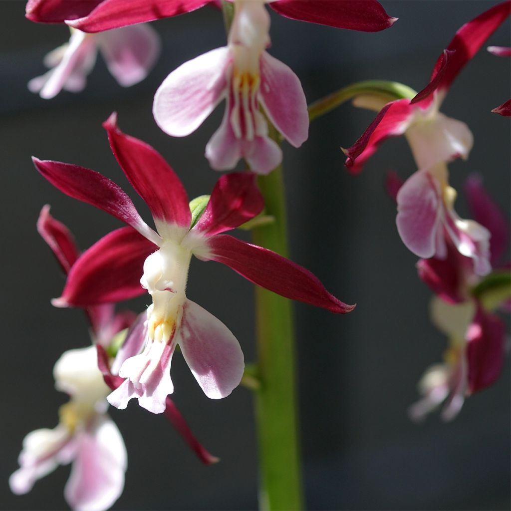 Calanthe Kozu x Tonk - Orchidée terrestre
