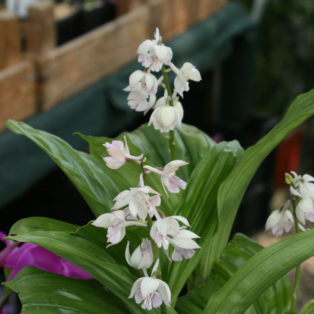 Calanthe aristulifera - Ochidée vivace