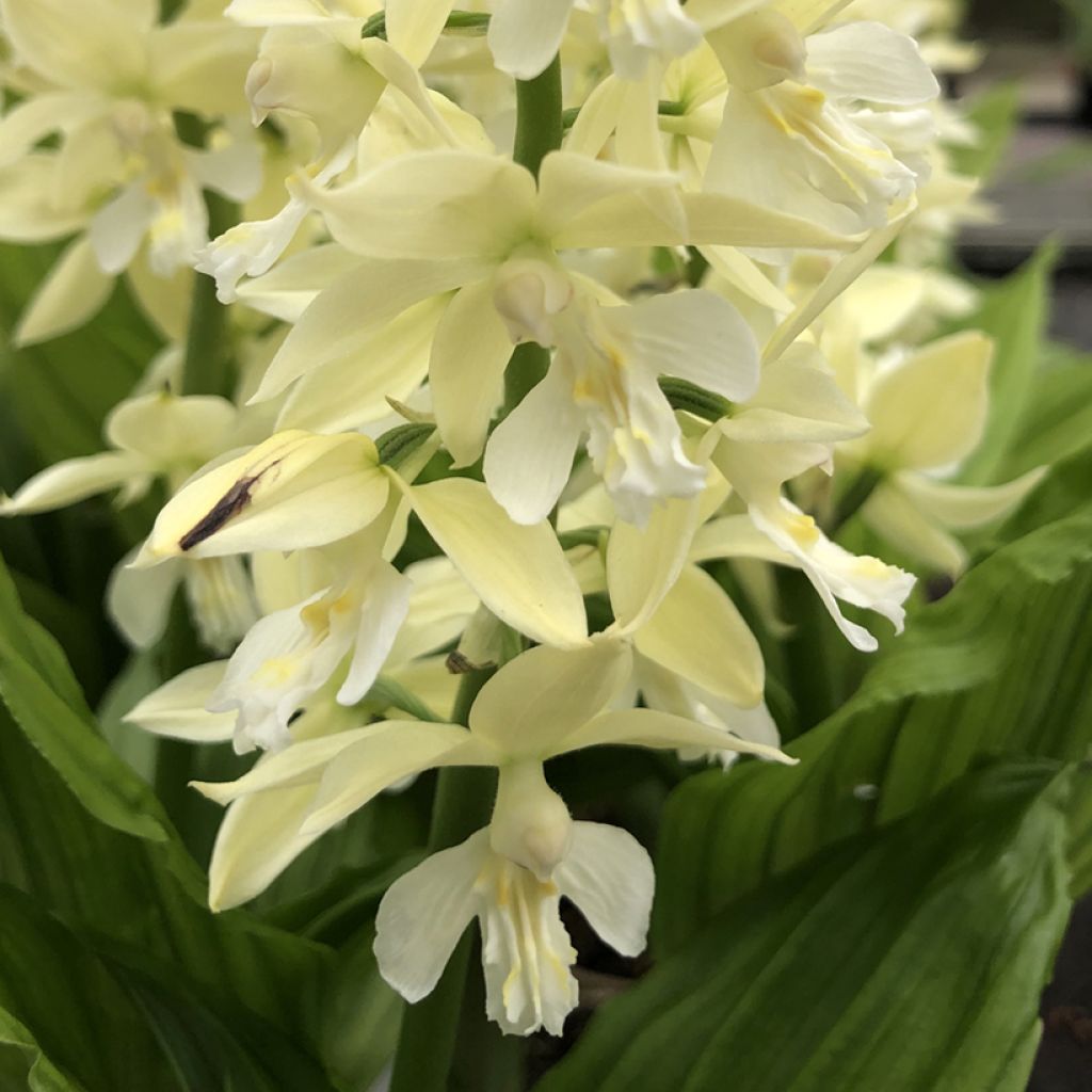Calanthe sieboldii Light - Orchidée de jardin