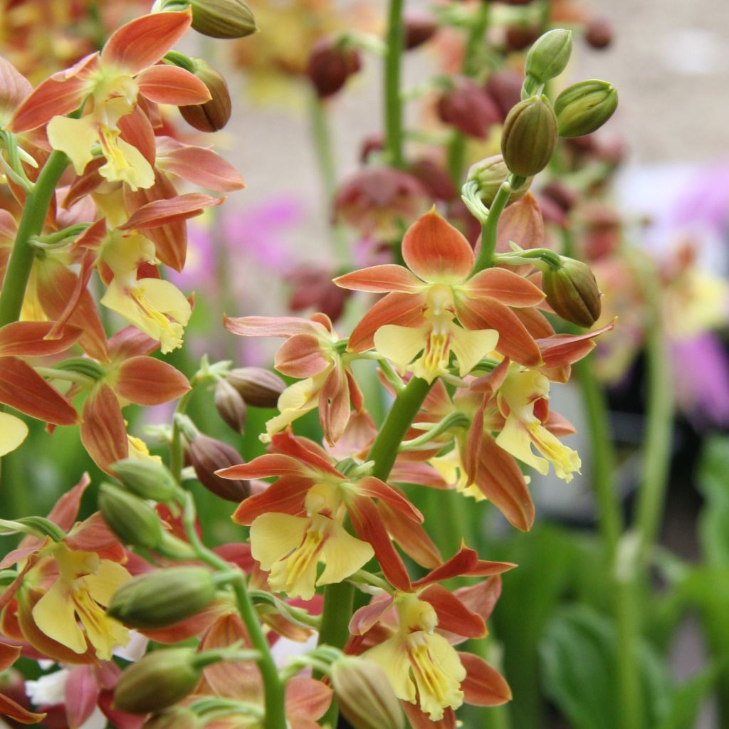 Calanthe tricarinata - Orchidée vivace