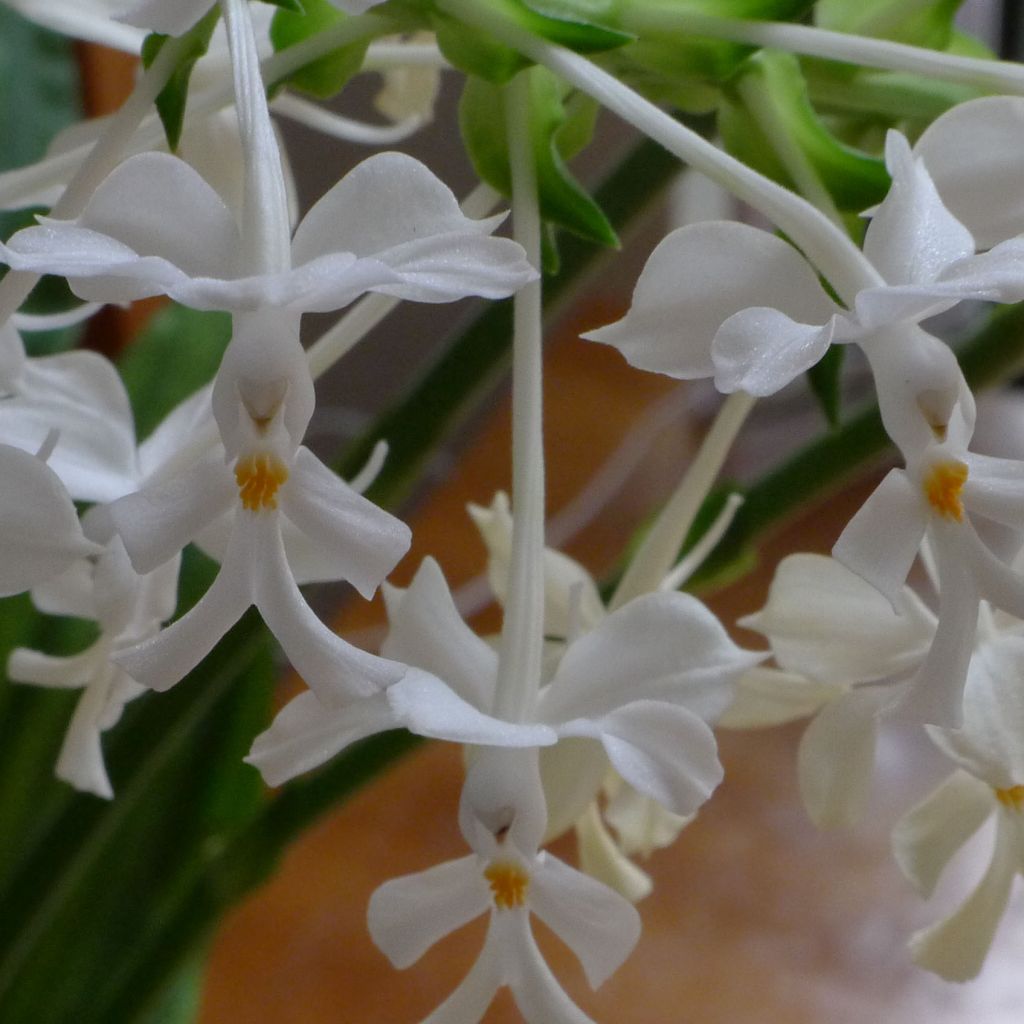 Calanthe triplicata - Orchidée vivace