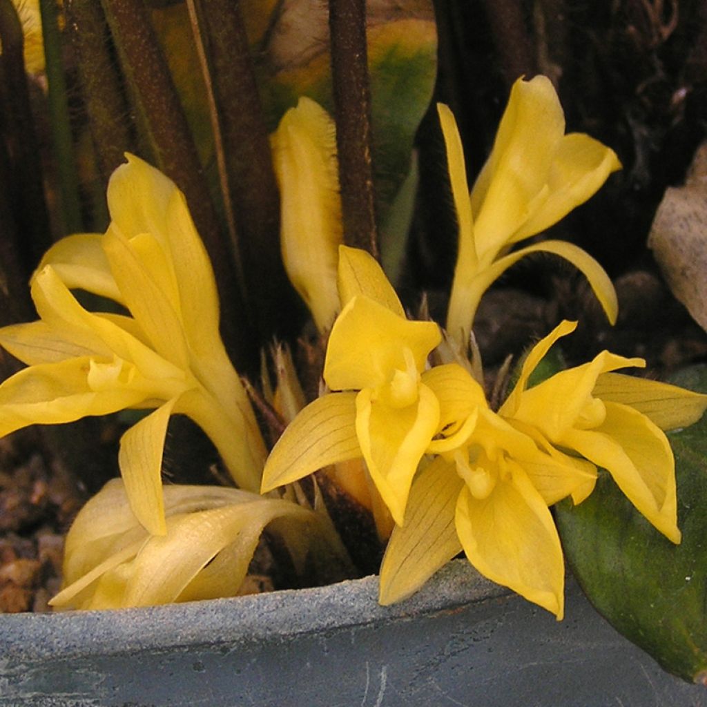 Calathea rufibarba