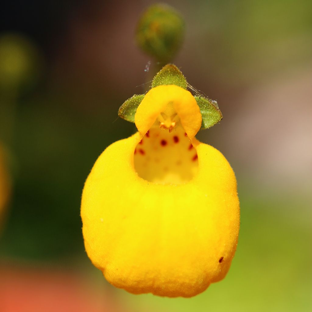 Calceolaire, Calceolaria biflora