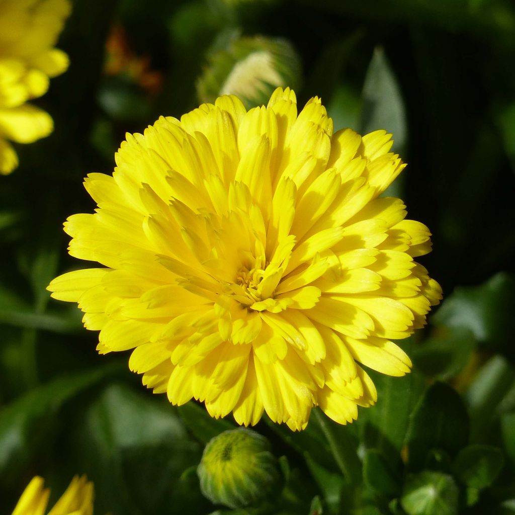 Calendula Powerdaisy Sunny - Souci