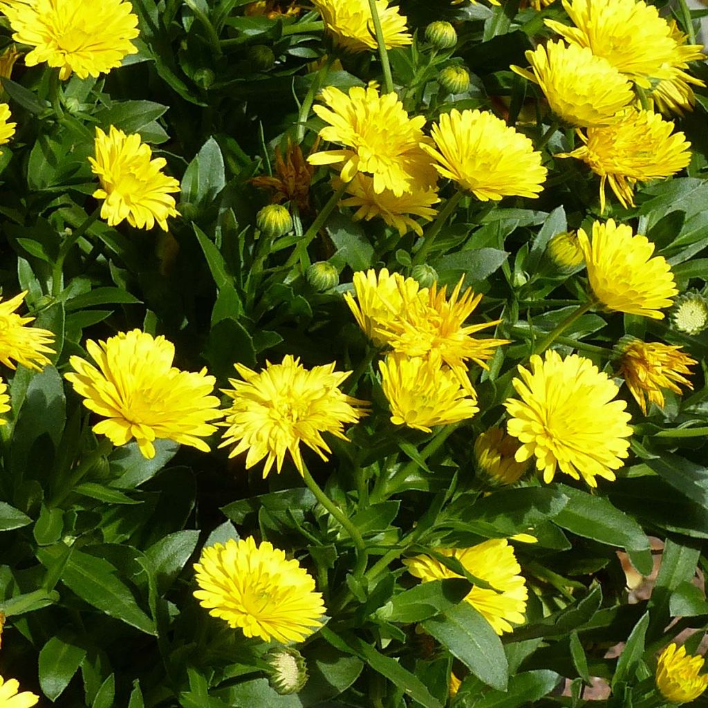 Calendula Powerdaisy Sunny - Souci