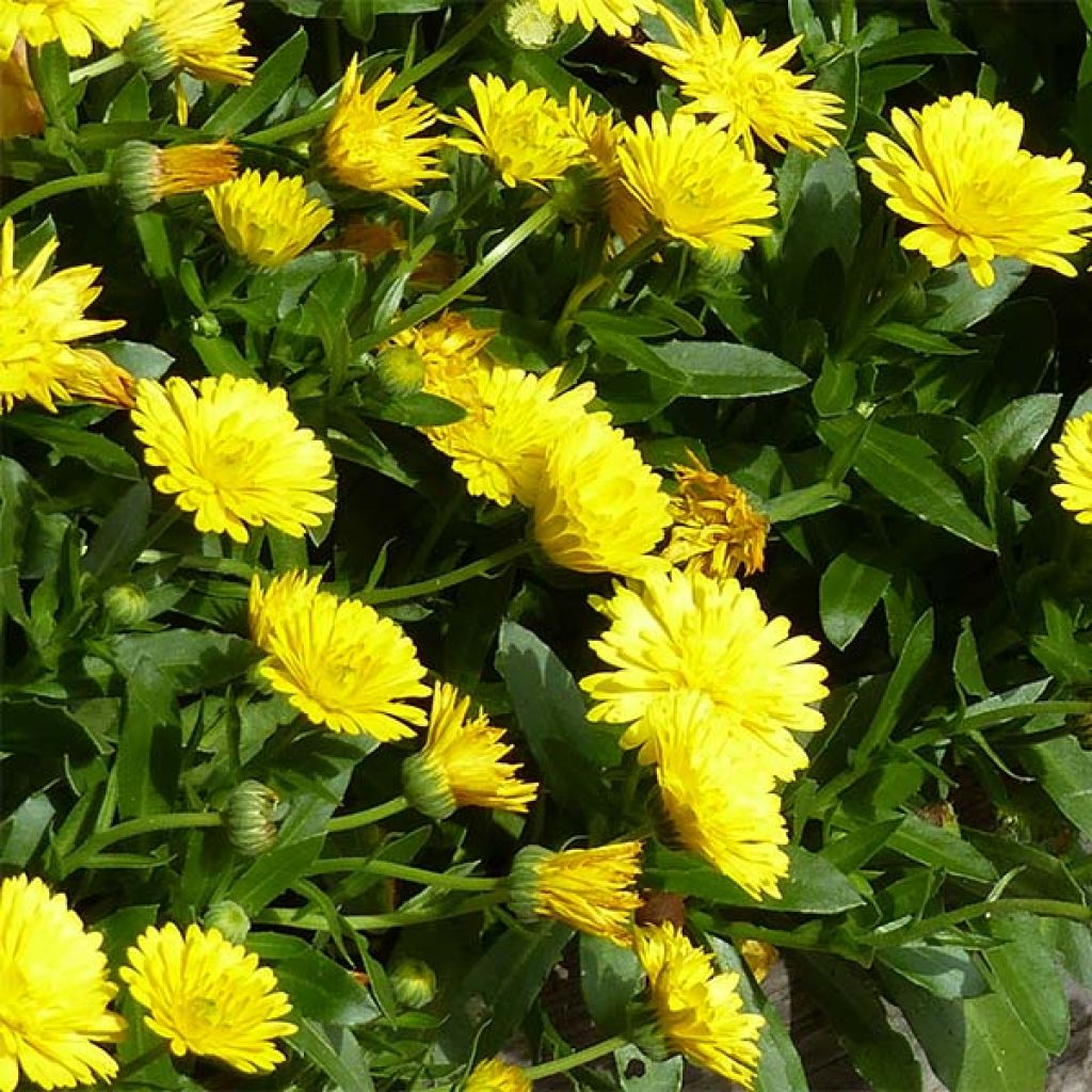 Calendula Powerdaisy Sunny - Souci