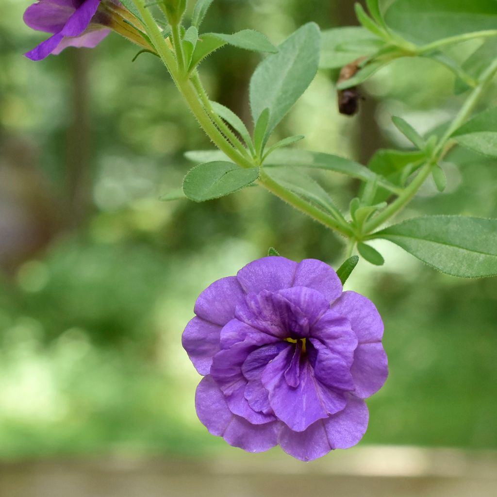 Calibrachoa Can-Can Rosies Blue - Mini-pétunia double