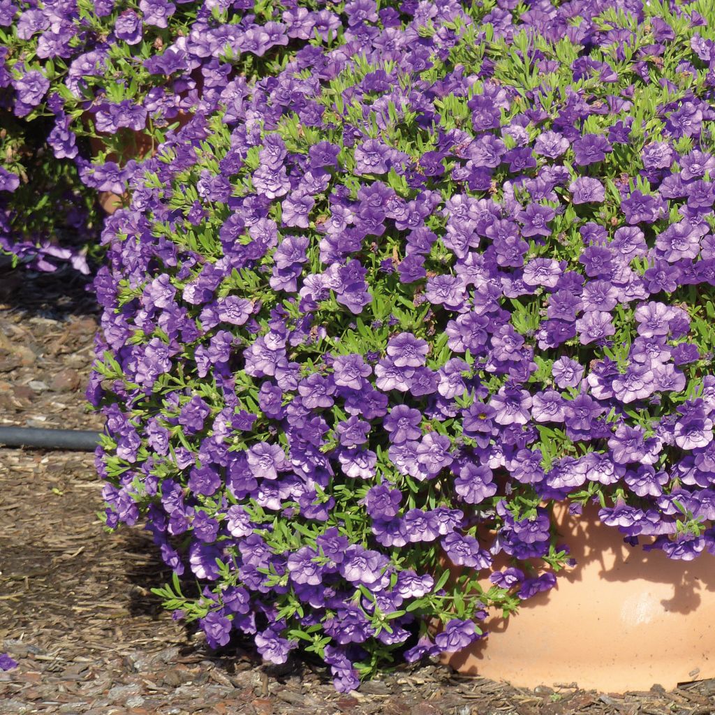 Calibrachoa Can-Can Rosies Blue - Mini-pétunia double