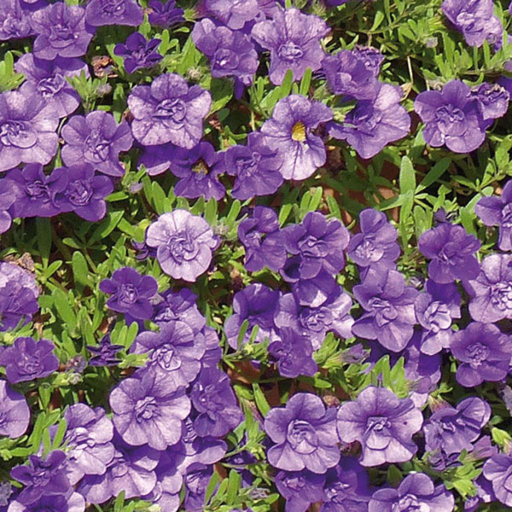 Calibrachoa Can-Can Rosies Blue - Mini-pétunia double