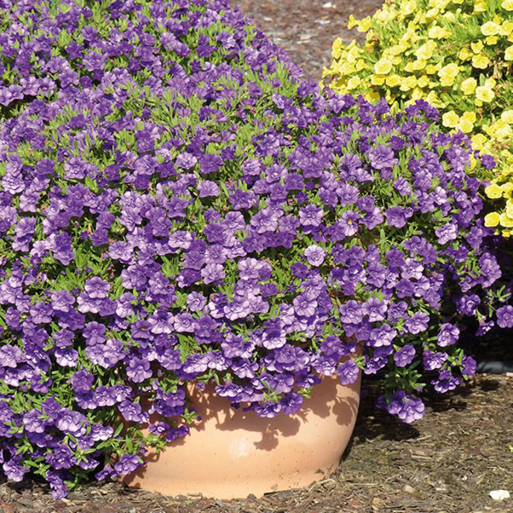 Calibrachoa Can-Can Rosies Blue - Mini-pétunia double