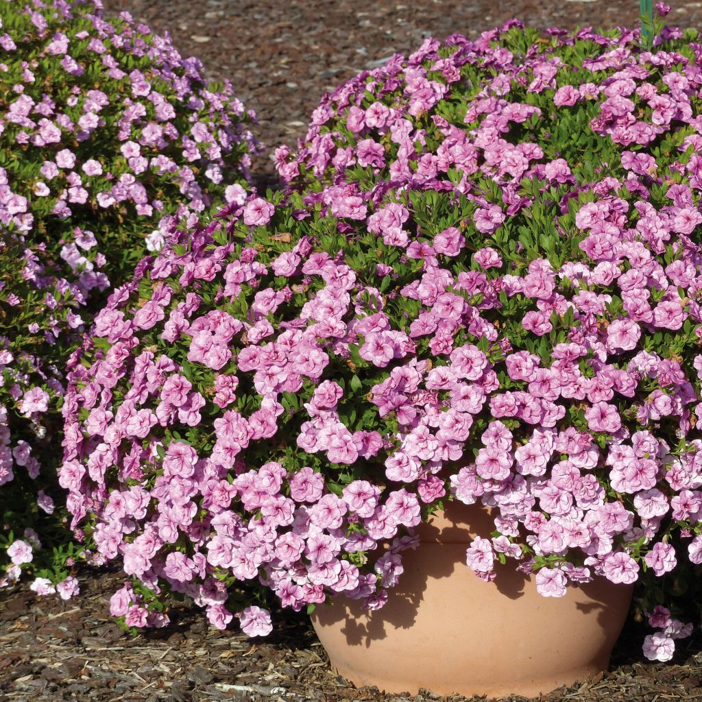 Calibrachoa Can-Can Rosies Pink Vein - Mini-pétunia double