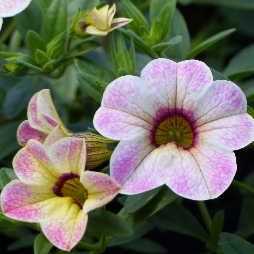 Calibrachoa Chamaeleon Pink Passion - Mini-pétunia.