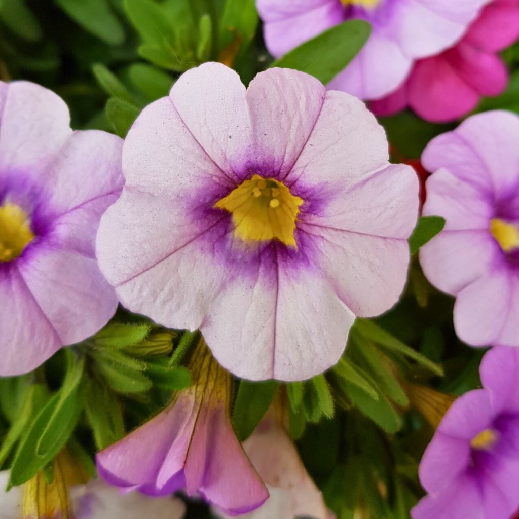 Calibrachoa Eyeconic Purple - Mini-pétunia