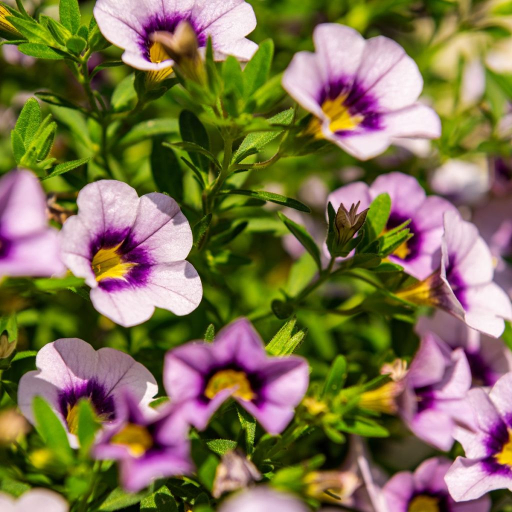 Calibrachoa Eyeconic Purple - Mini-pétunia