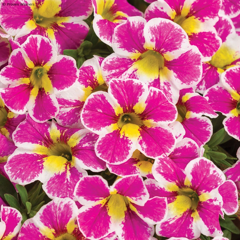 Calibrachoa Superbells Holy Cow - Mini-pétunia