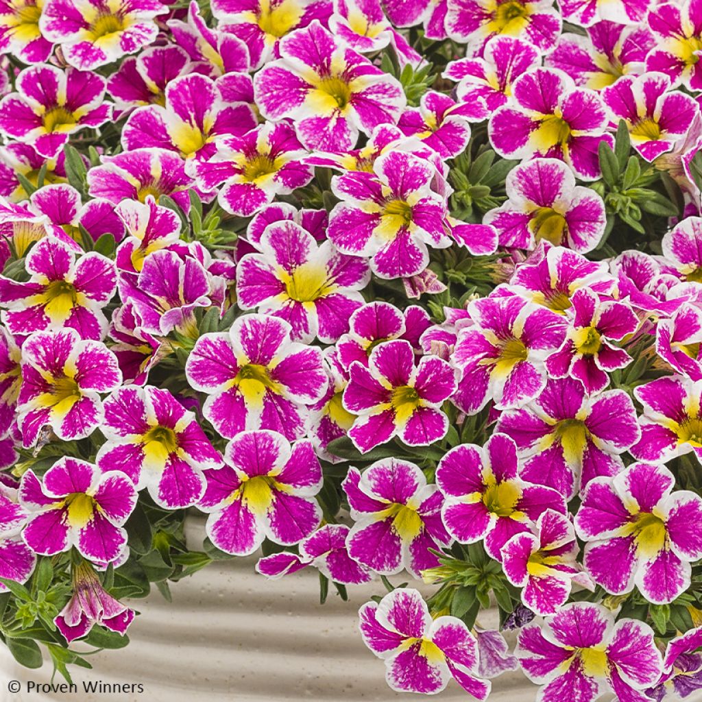 Calibrachoa Superbells Holy Cow - Mini-pétunia