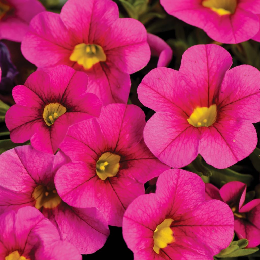 Calibrachoa Noa Bubblegum - Mini-pétunia