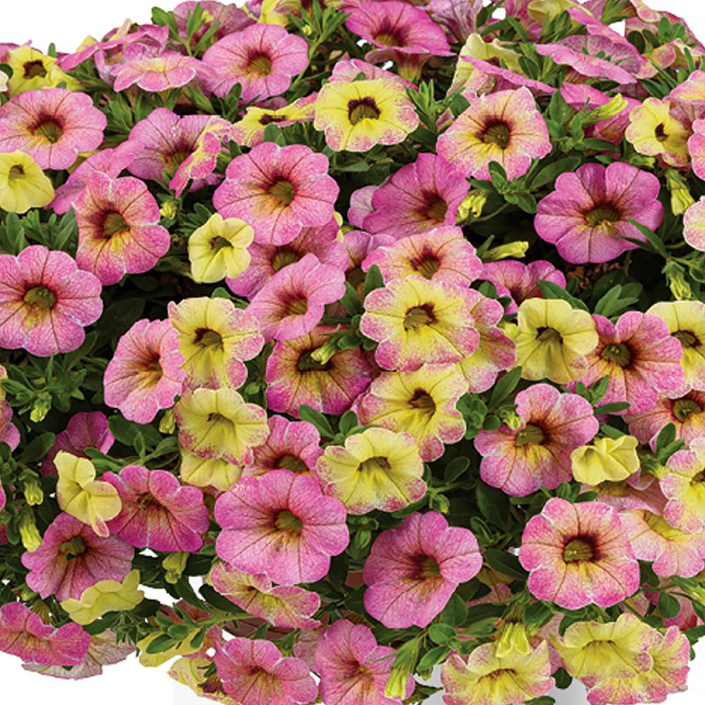 Calibrachoa Ombre Pink - Mini-pétunia