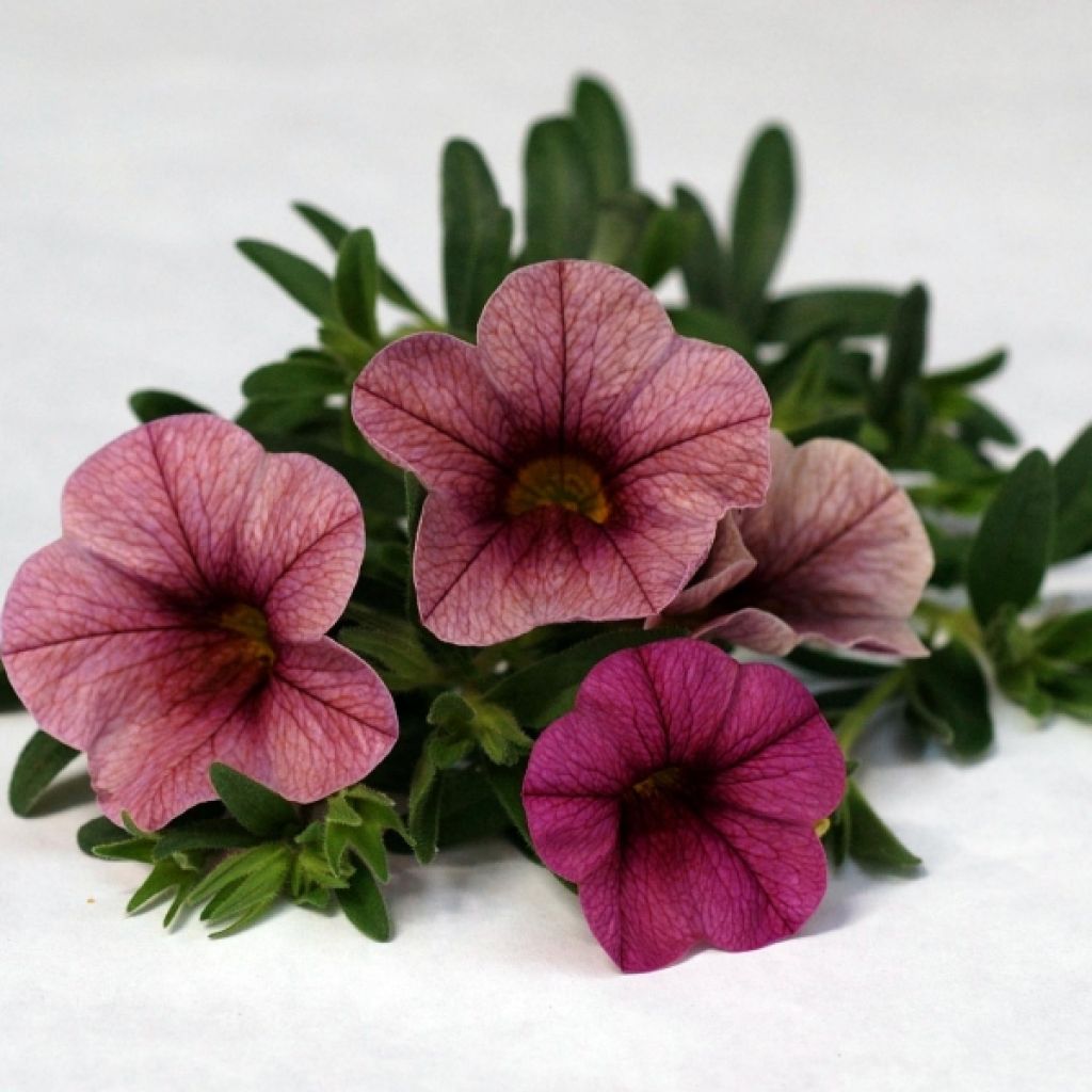 Calibrachoa Sweet Bells Plum