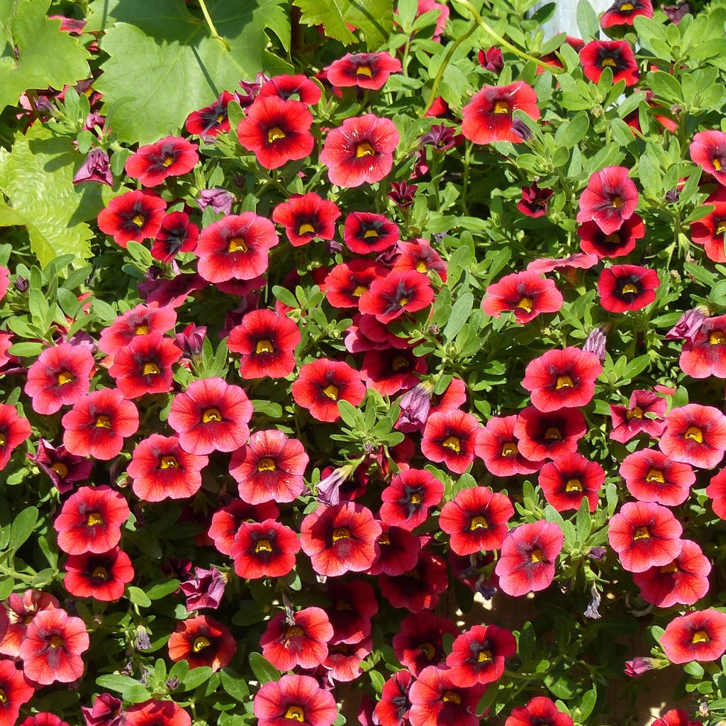 Calibrachoa Superbells Pomegranate Punch - Mini-pétunia